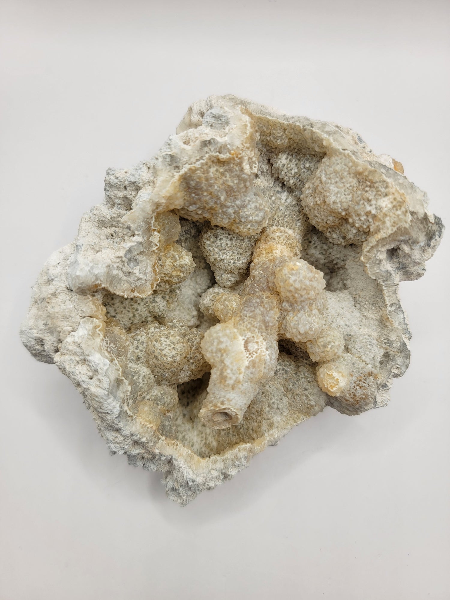 Fossils