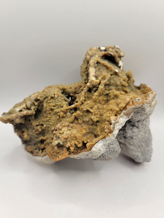 Agatized Coral Fossil