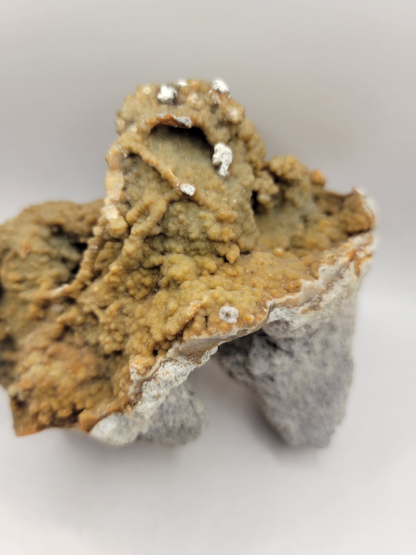 Agatized Coral Fossil