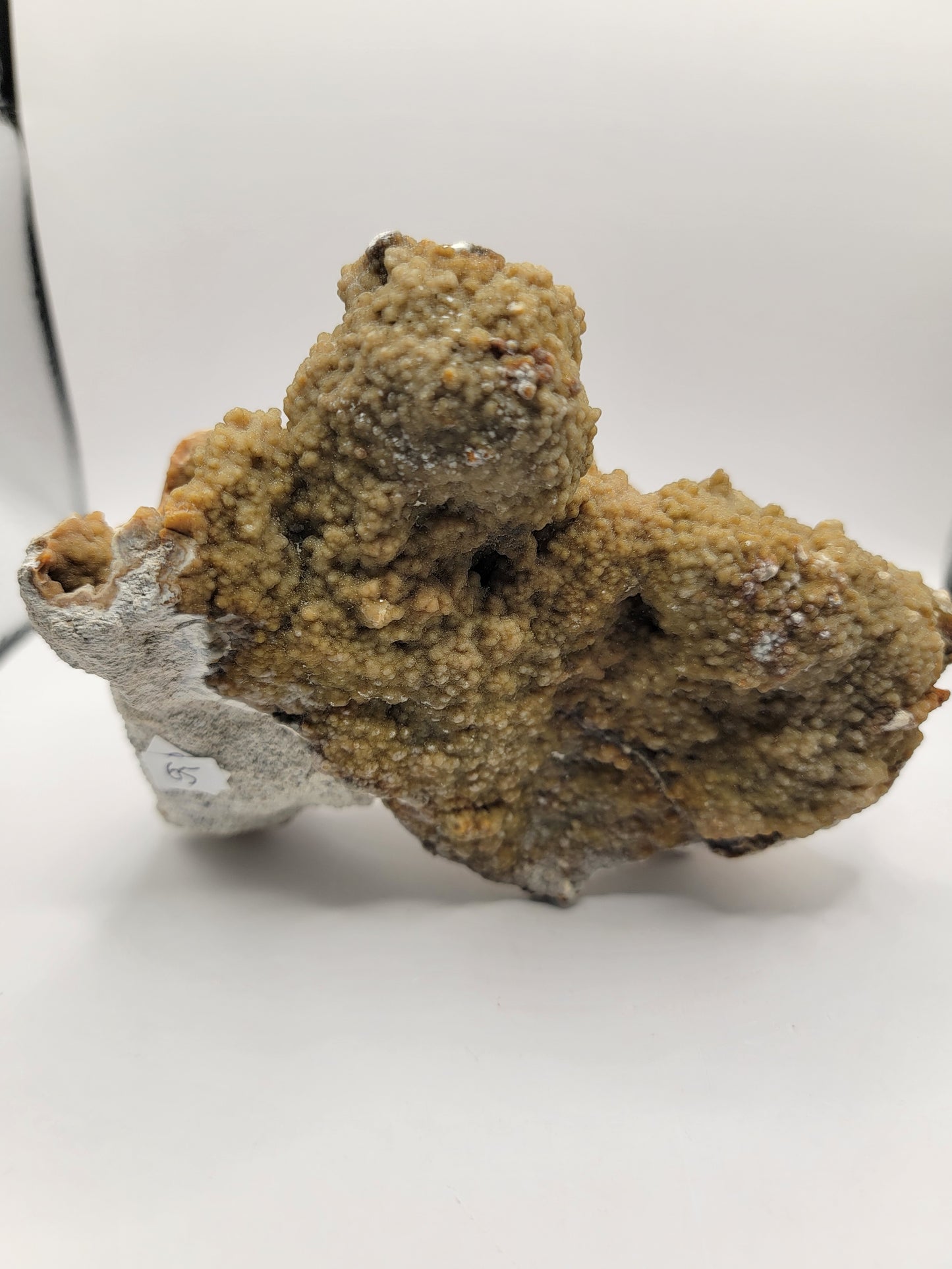 Agatized Coral Fossil