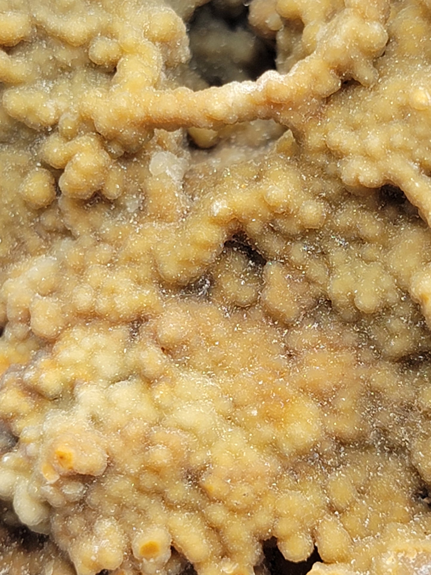 Agatized Coral Fossil